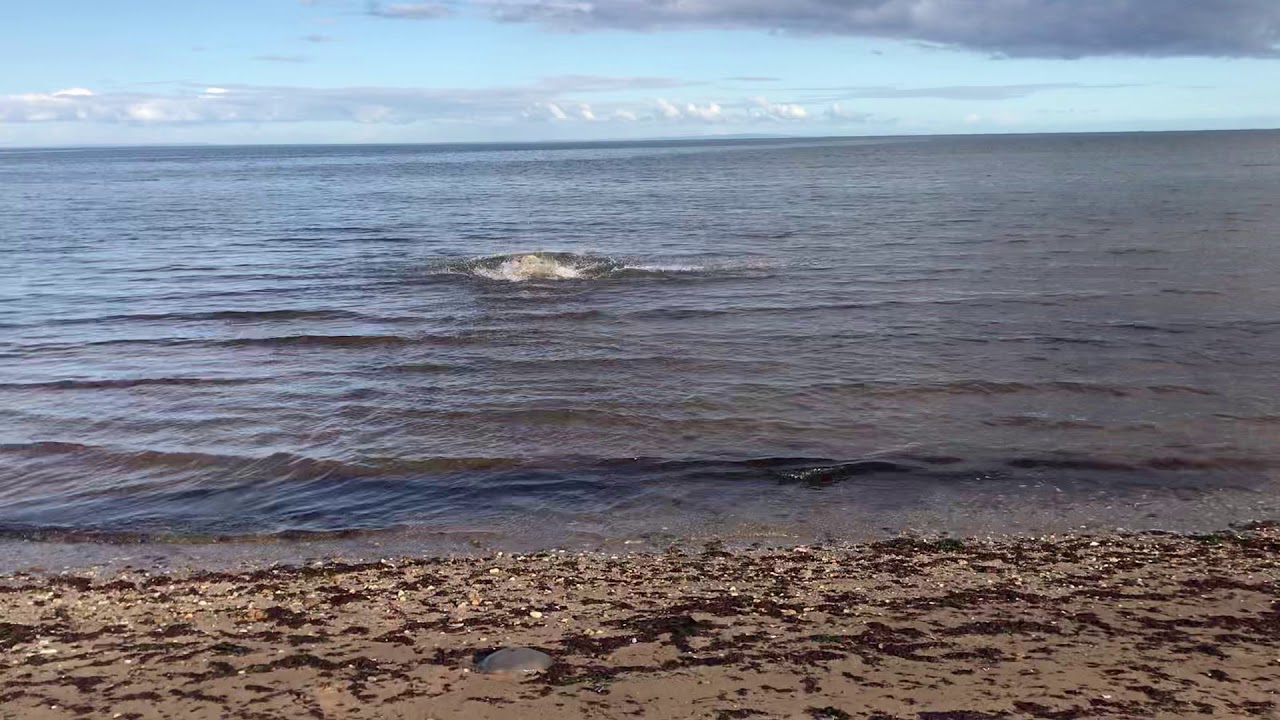 Winter swim Point Cook Beach