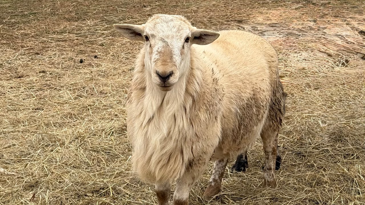 New Katahdin Ram for Our Flock&hellip; Then ALL 80 Sheep Escaped!