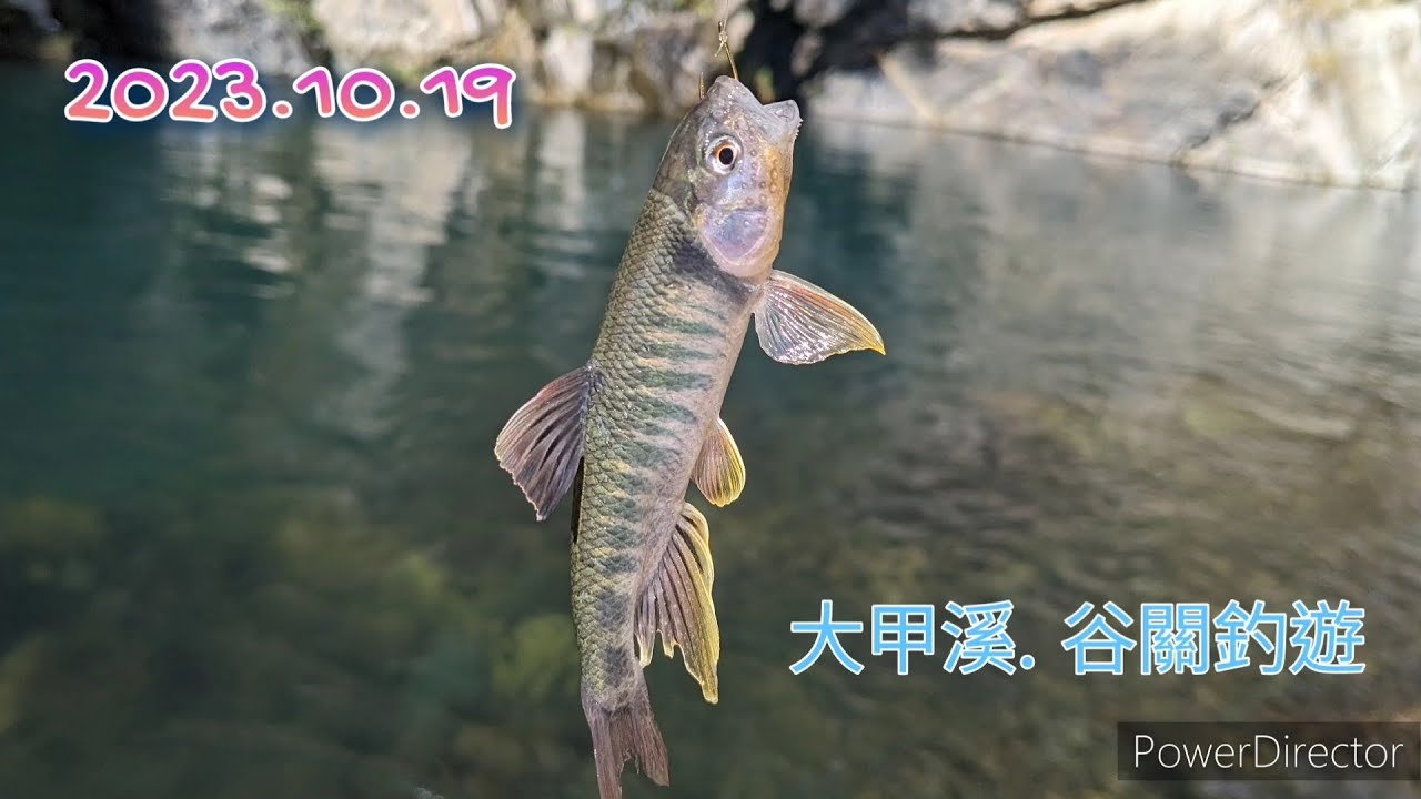 [釣魚]台中大甲溪初體驗 #中橫谷關溫泉 #東勢橋 #白鹿吊橋 2023.10.19