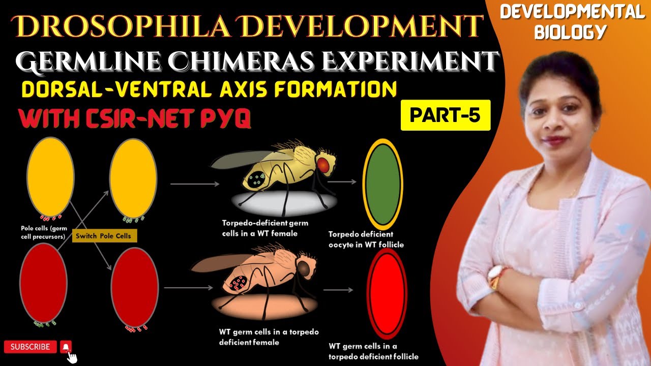 Drosophila Development-5 | Germline Chimeras Experiment | Dorsal Ventral Axis Formation Drosophila