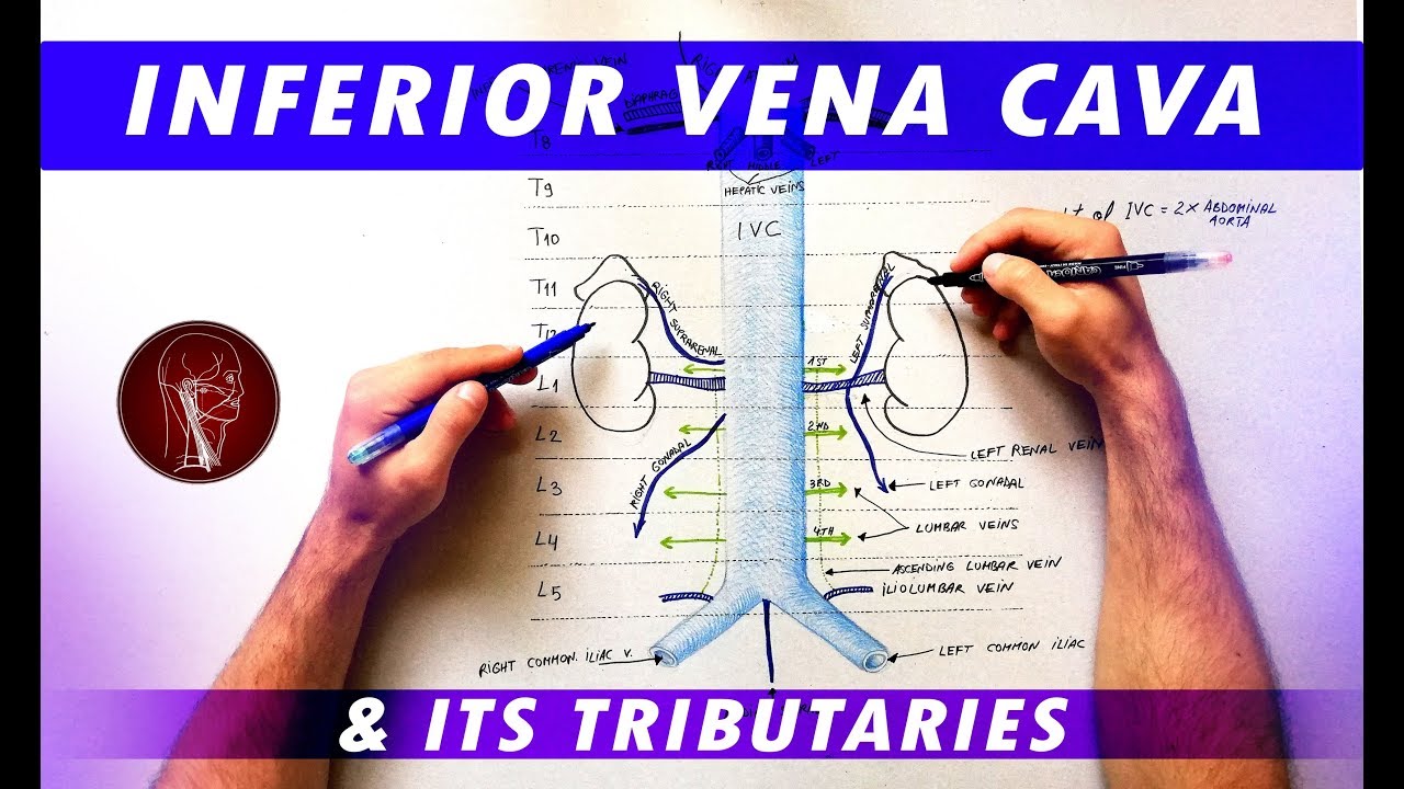 Inferior Vena Cava and its tributaries - Anatomy Tutorial