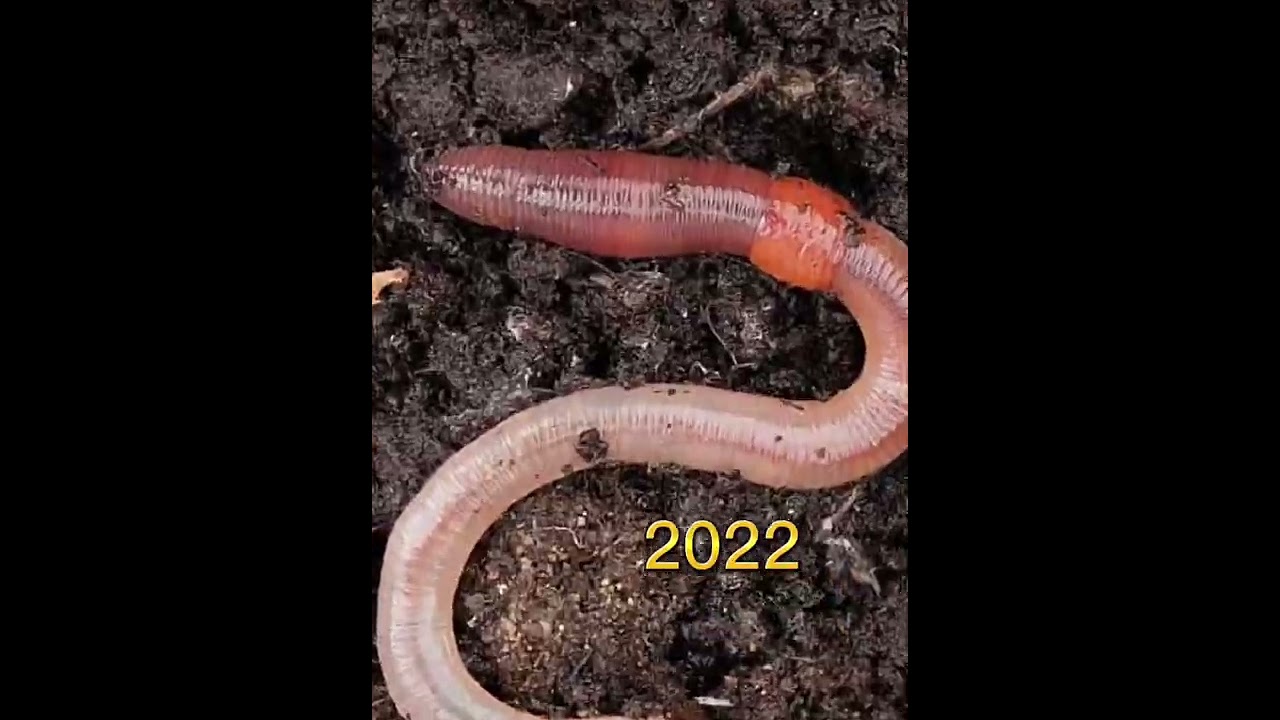 2022 earthworm and 6000 bce earthworm (who&rsquo;s next)?//history creatures//#shorts #youtubeshorts