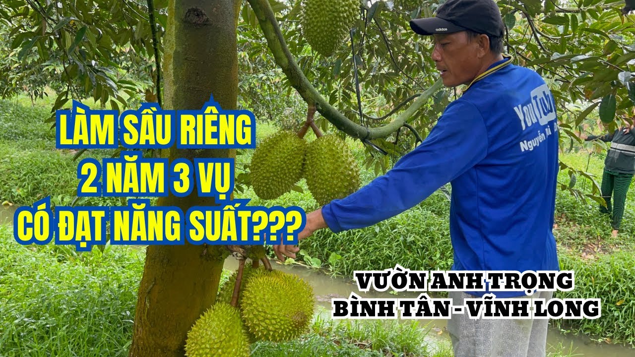 MÔ HÌNH LÀM SẦU RIÊNG 2 NĂM 3 VỤ VỀ ĐÍCH