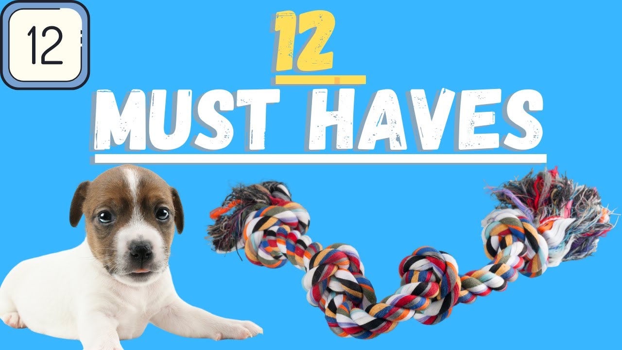 Jack Russell Terriers (12 Must Have Accessories Not To Forget)