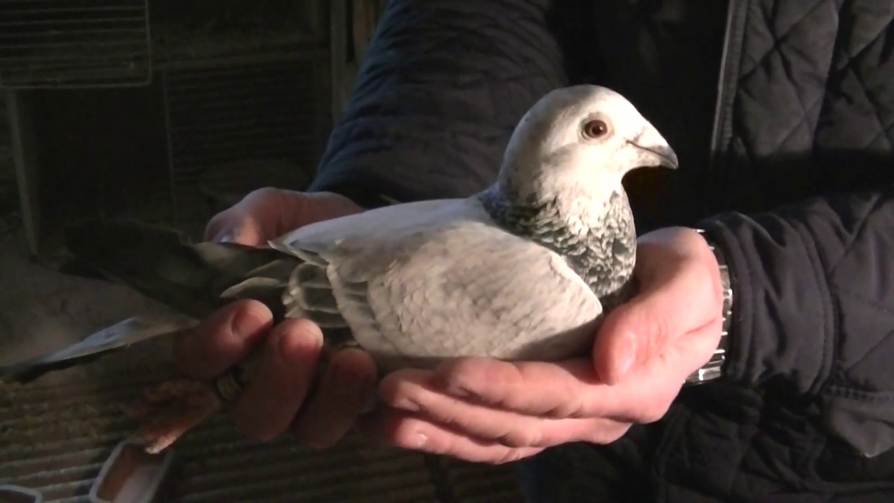 Czołowy Hodowca gołębi Michał Turlej wielokrotny mistrz oddz.0134 Jura Łazy