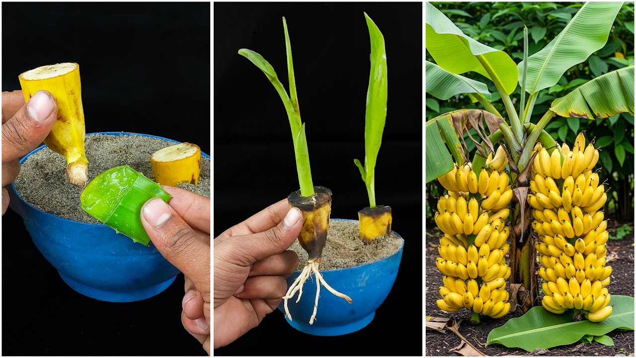 Growing banana plant at home | Fruit turn into plant method