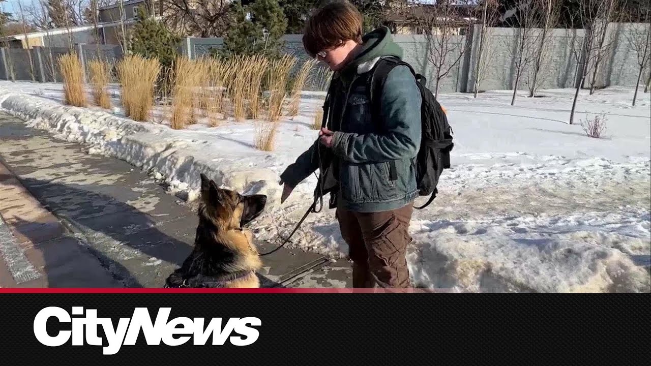 Edmontonian with service dog says he was denied access on public transit