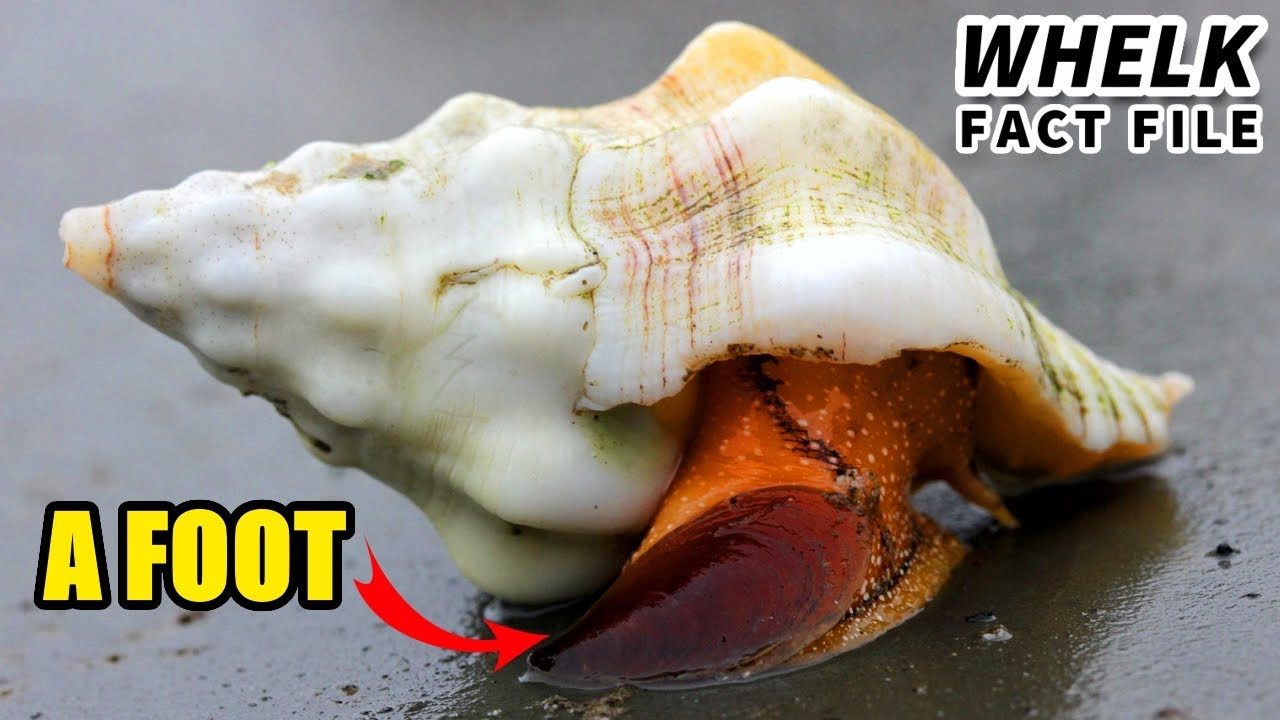 Whelk Facts: you might know WHELK EGGS! | Animal Fact Files