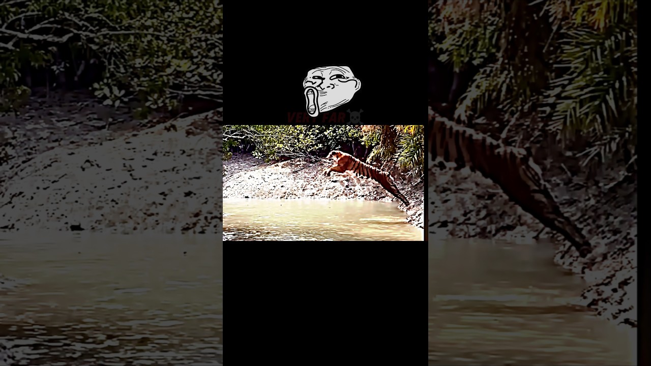 Tiger vs lion #trending #animals #wildlife #tiger #lion #shorts #jump