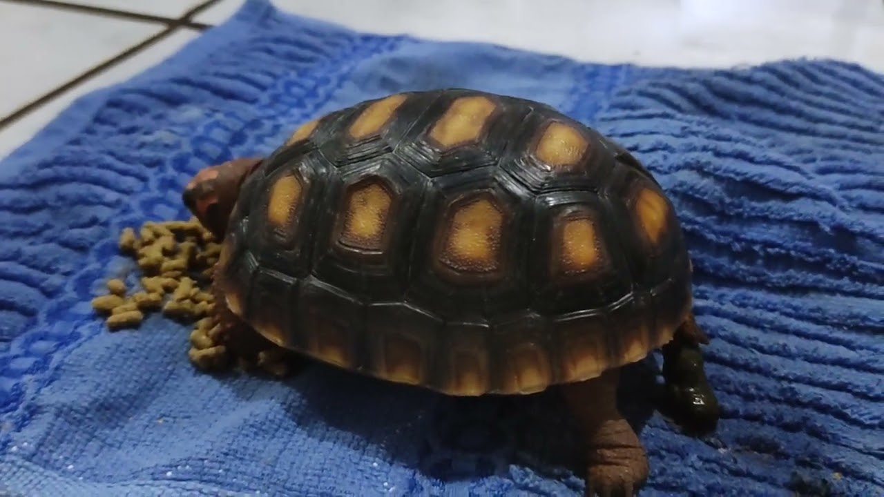 voltamos com os vídeos de Jabuti no canal !!!