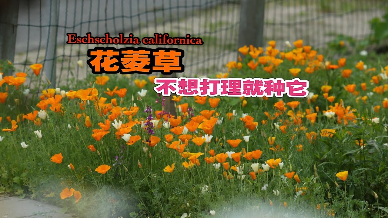 全身都是宝的宿根懒人花Kalifornischer Mohn花菱草/加州虞美人/轻松种出夏季大片金色花海/超级低维护/21.02.2025