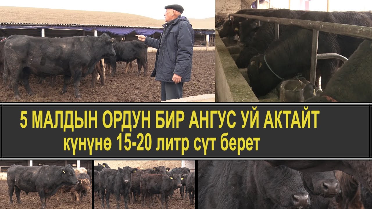 СУЗАК: 5 МАЛДЫН ОРДУН 1 АНГУС УЙ АКТАЙТ, 650 КГ ЭТ БЕРЕТ