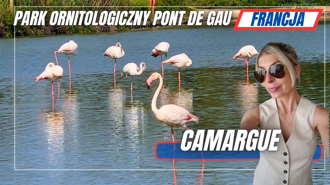 Camargue, Ornithological Park of Pont de Gau, Flamingi i burza pod namiotem.