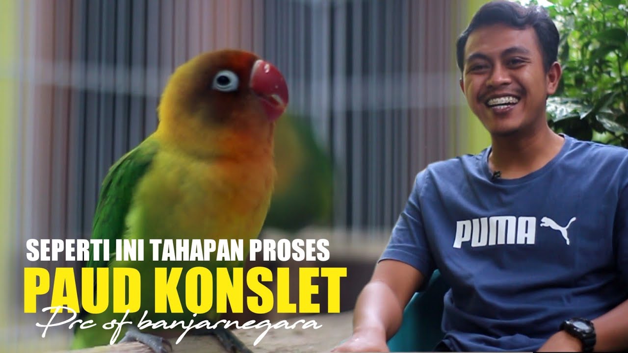 PROSES KONSLET LOVEBIRD PAUD DENGAN TAHAPAN SEPERTI INI - FERSI IRFAN PRC SF BANJARNEGARA