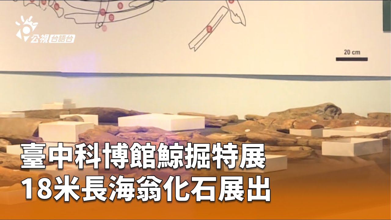 臺中科博館鯨掘特展 18米長海翁化石展出 | 公視台語台 | 20250630