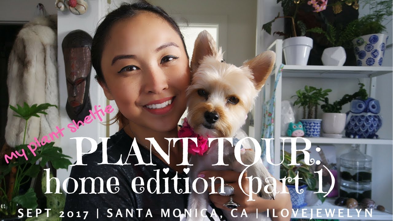 PLANT TOUR: Home Edition Part 1 | Plant shelfie & plant update | ILOVEJEWELYN