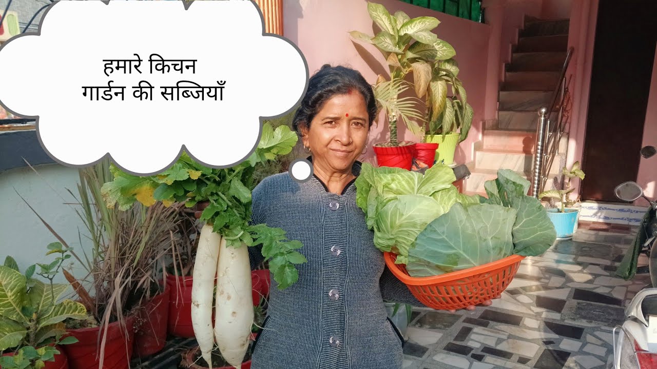 आज हमने अपने खेत से निकाली पत्ता गोभी ♥️♥️🙏🙏👌👌