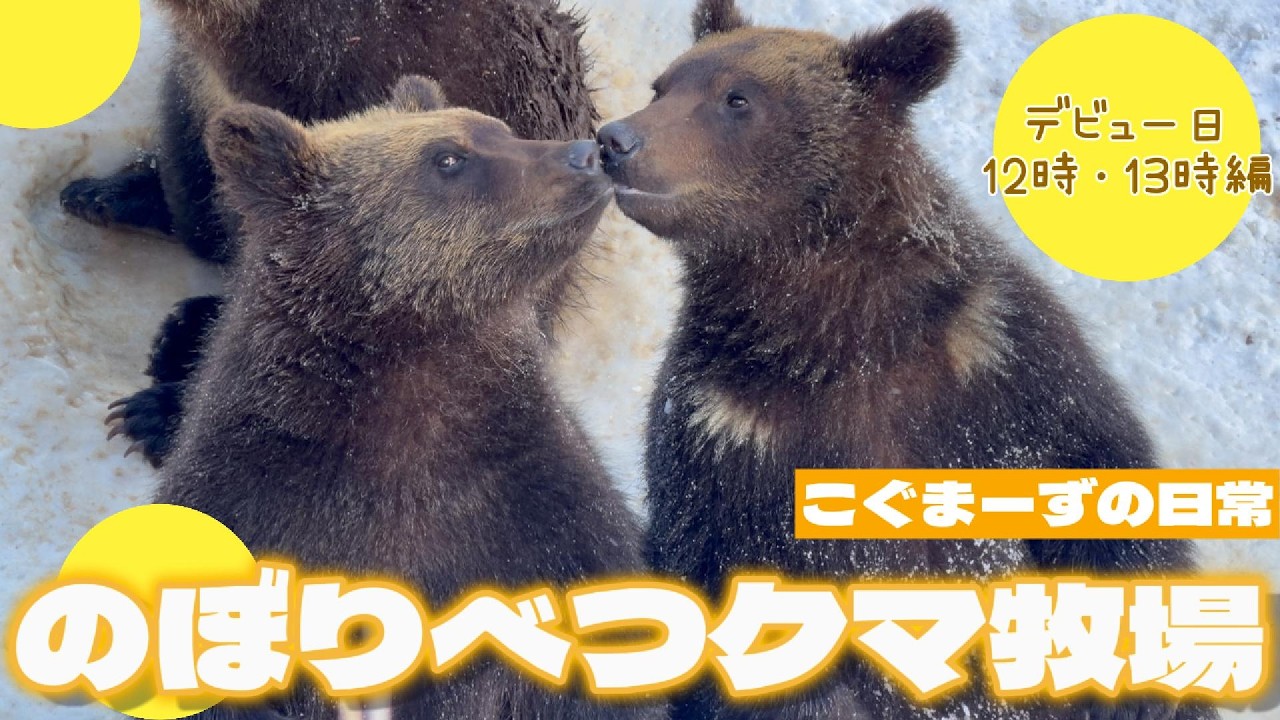 【2026/02①】こぐまーずの日常⭐︎デビュー日12-13時編