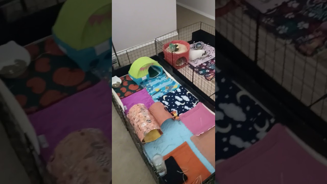 Guinea pig cage cleaning tips 