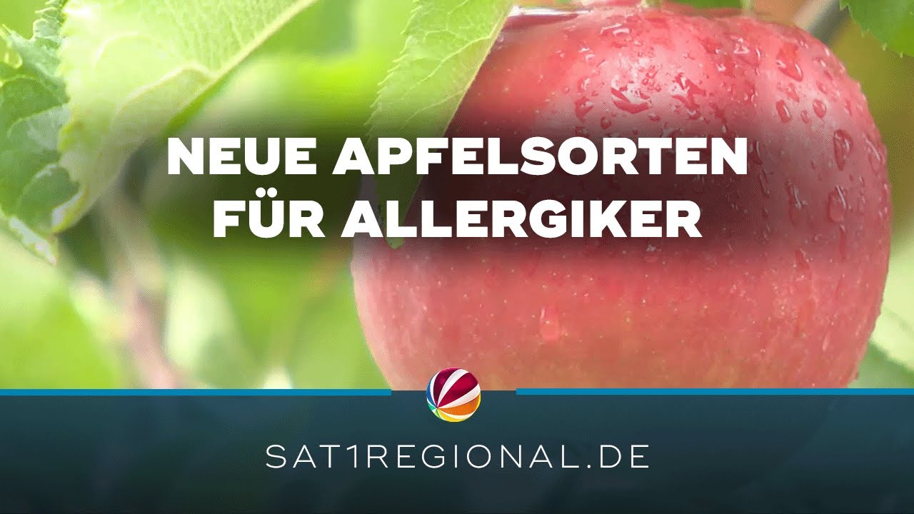Äpfel für Allergiker: Forscher aus Osnabrück entwickeln neue Sorten