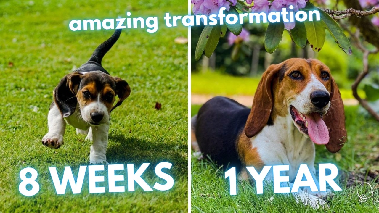 Basset Artésien Normand Puppy to Dog Transformation (8 Weeks to 1 Year)