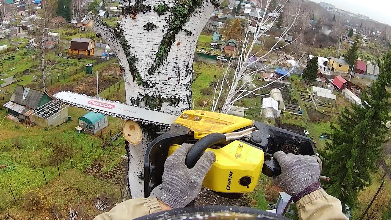 Tree Removal in RUSSIA