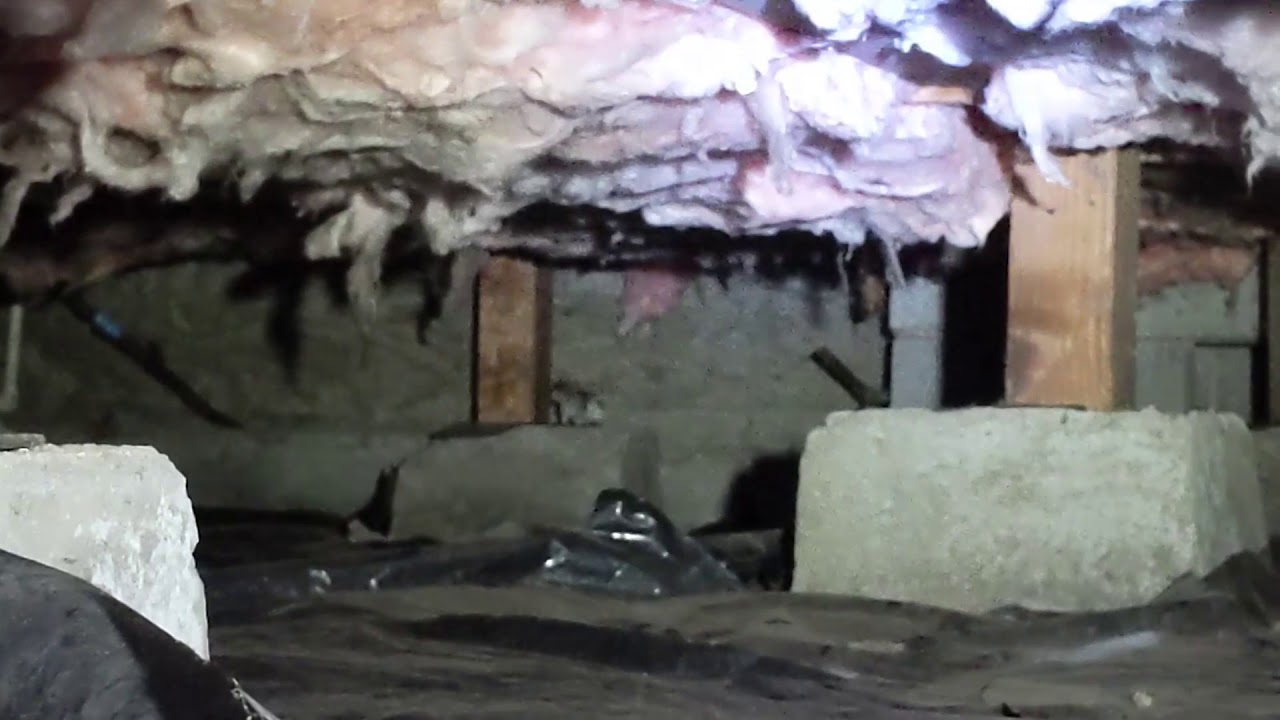 Pest Tech Surrounded By Live Rats In A Dark Crawl Space