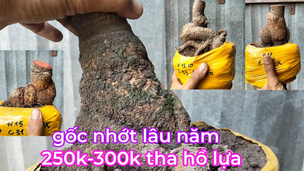 Gl mai xù gốc nhớt giá 250k 0795995758