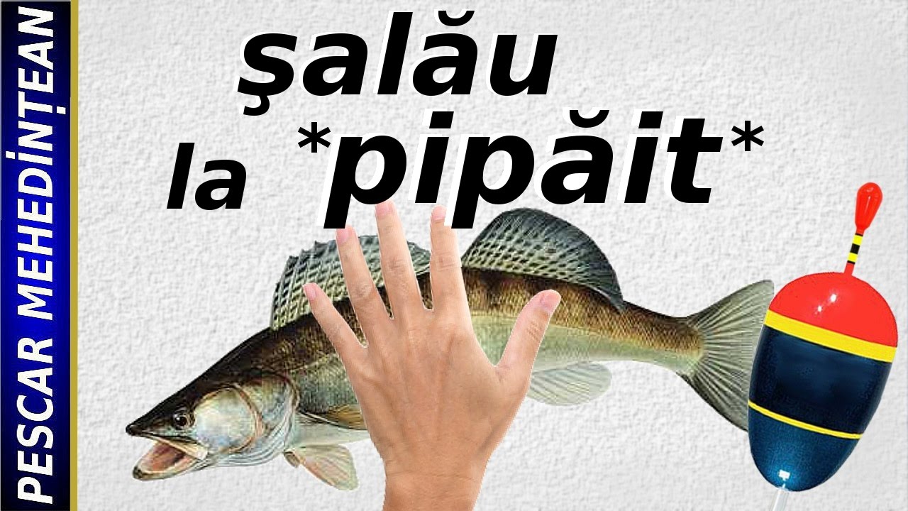 Şalău la *pipăit*
