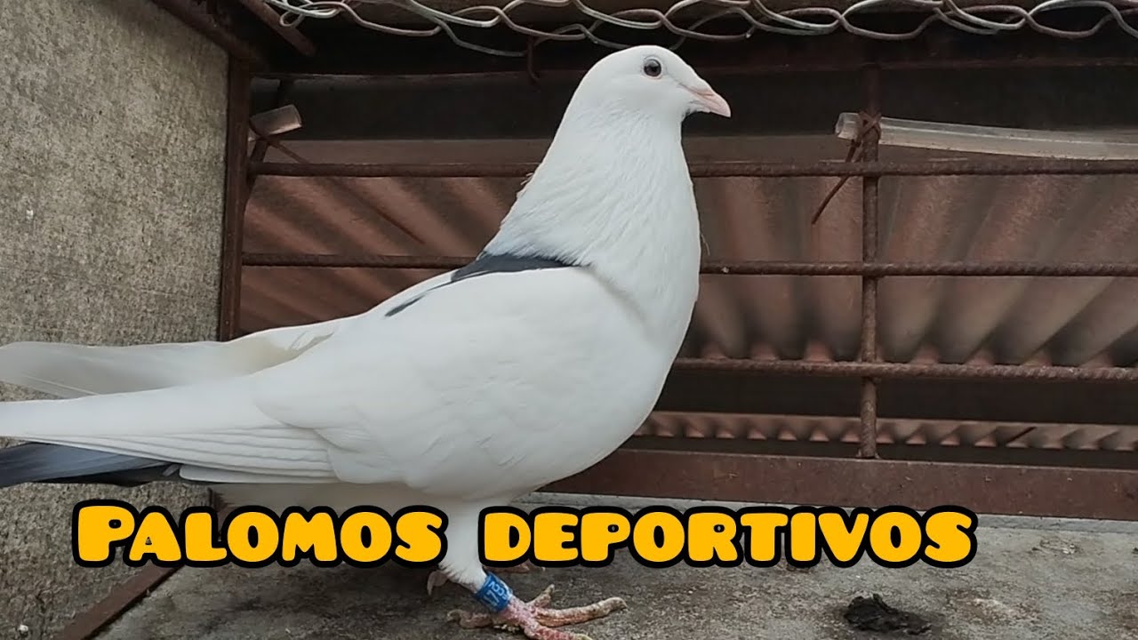 ¡ No cuestan tanto !  ¿ Como diferenciamos ? palomos deportivos.