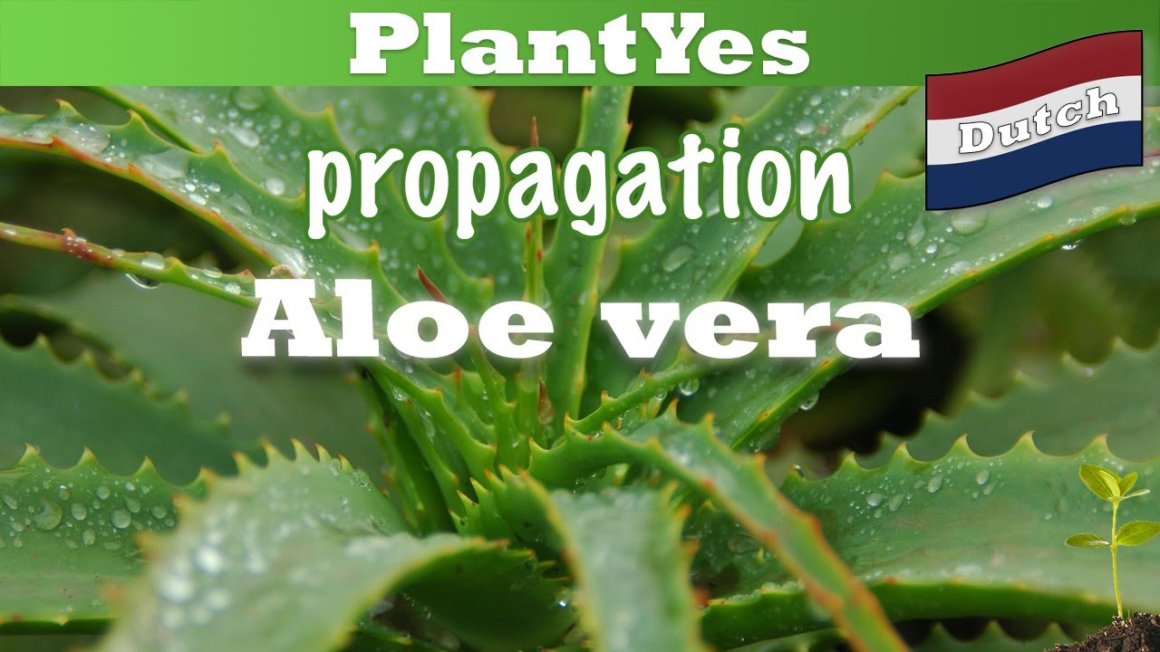 🏜️ Hoe Stek Ik Aloë vera 🏜️ Kamerplanten Vermeerderen