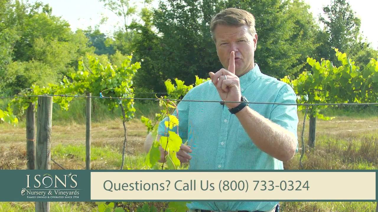 Ison's Nursery How To Train Muscadine Vines to the  Top Wire