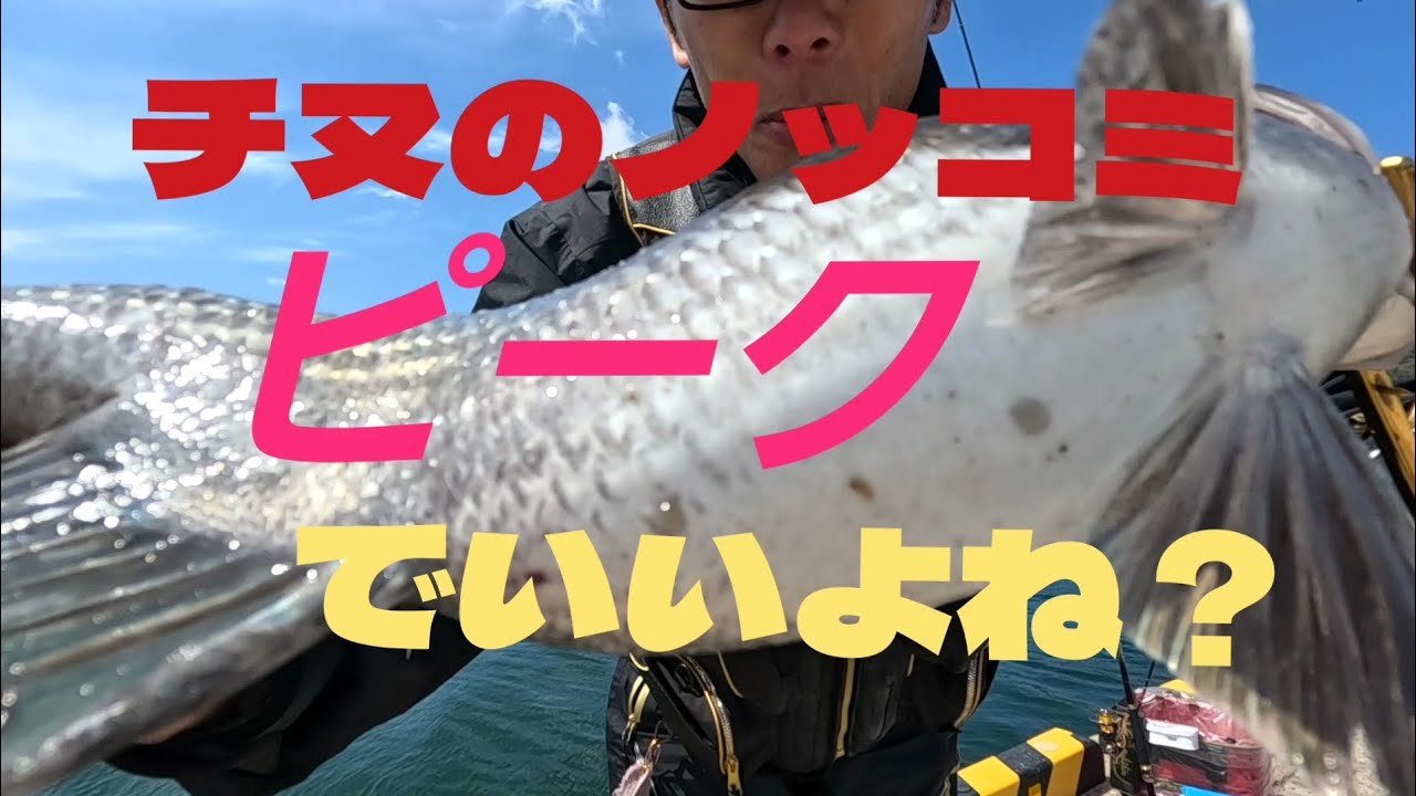 春本番、チヌのノッコミも本番！