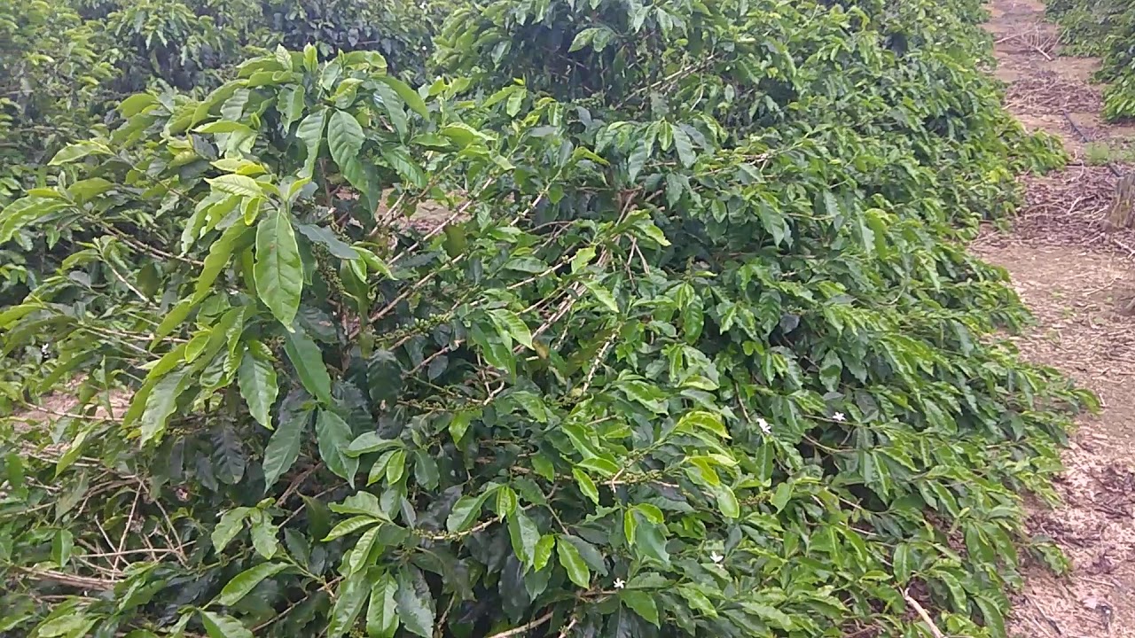 CAFEZ&Atilde;O: o caf&eacute; que s&oacute; n&oacute;s temos
