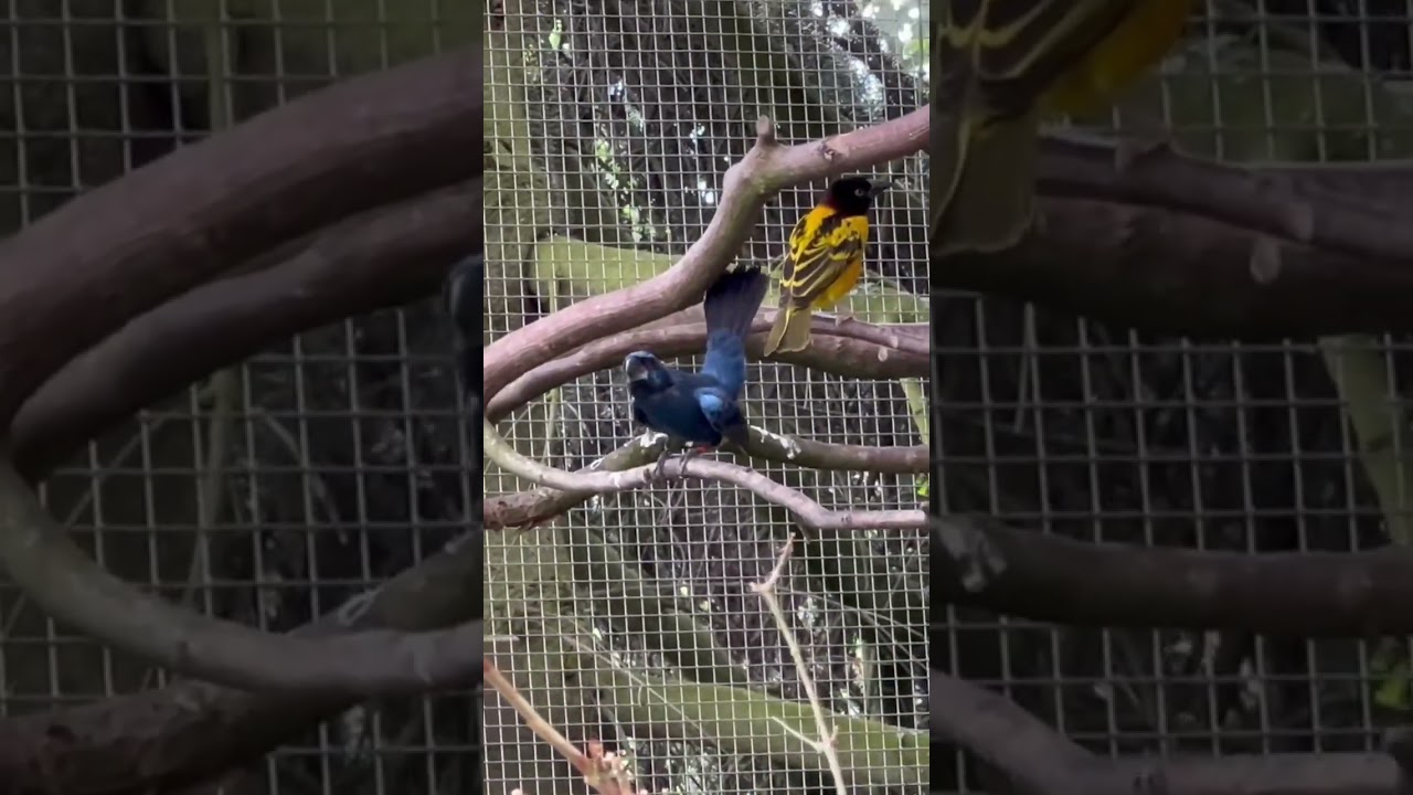 Ultramarine Grosbeak | Azul&atilde;o singing | Aviary Birds