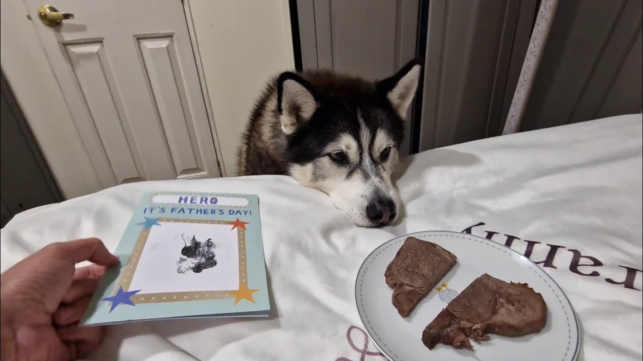 Husky Does the Cutest Thing Ever! I Didn't Expect That!