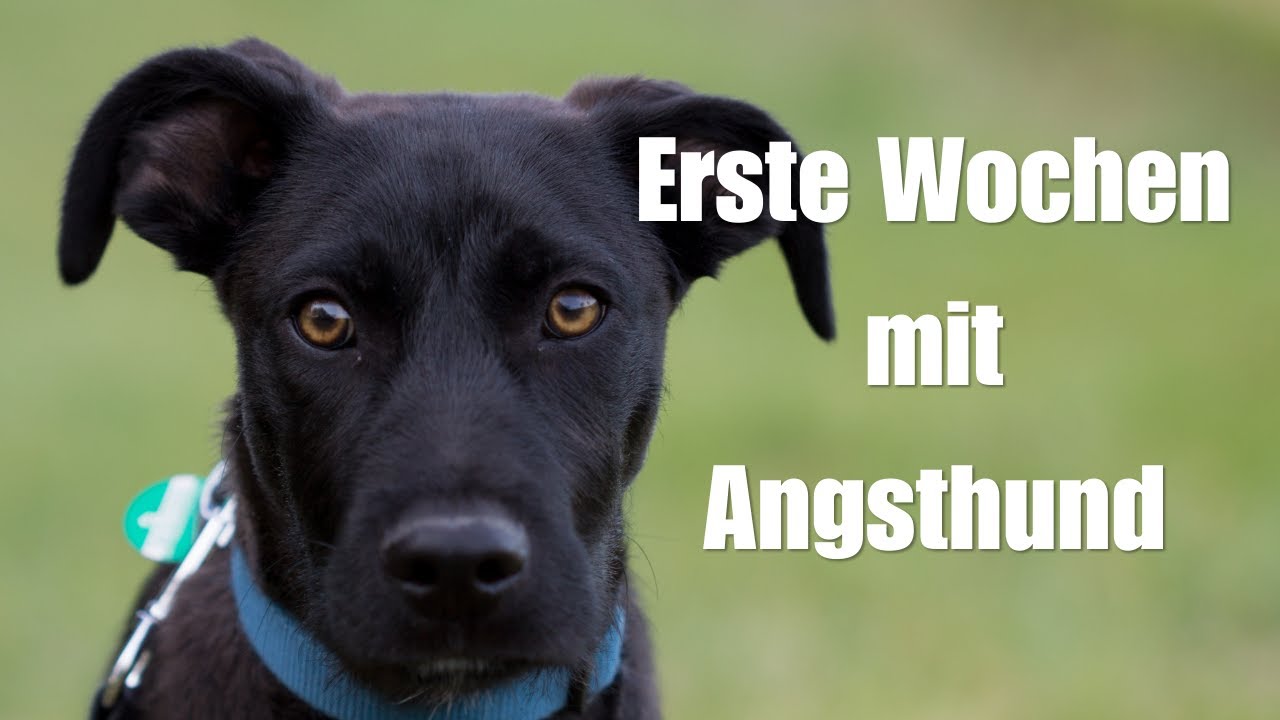 Von Angsthund aus dem Tierschutz zu Rettungshund - Fynn's erste Wochen - Meine Erfahrungen