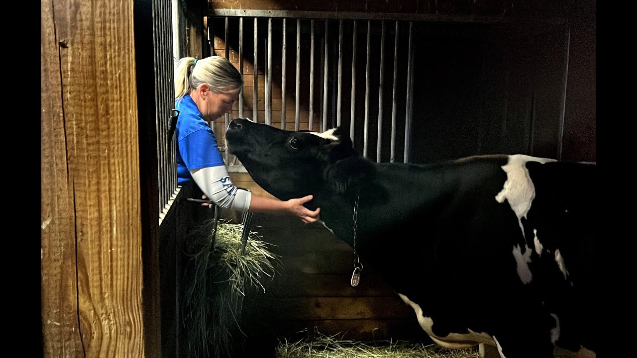 Chester's Barn - a nonprofit animal rescue and sanctuary in Scipio Center
