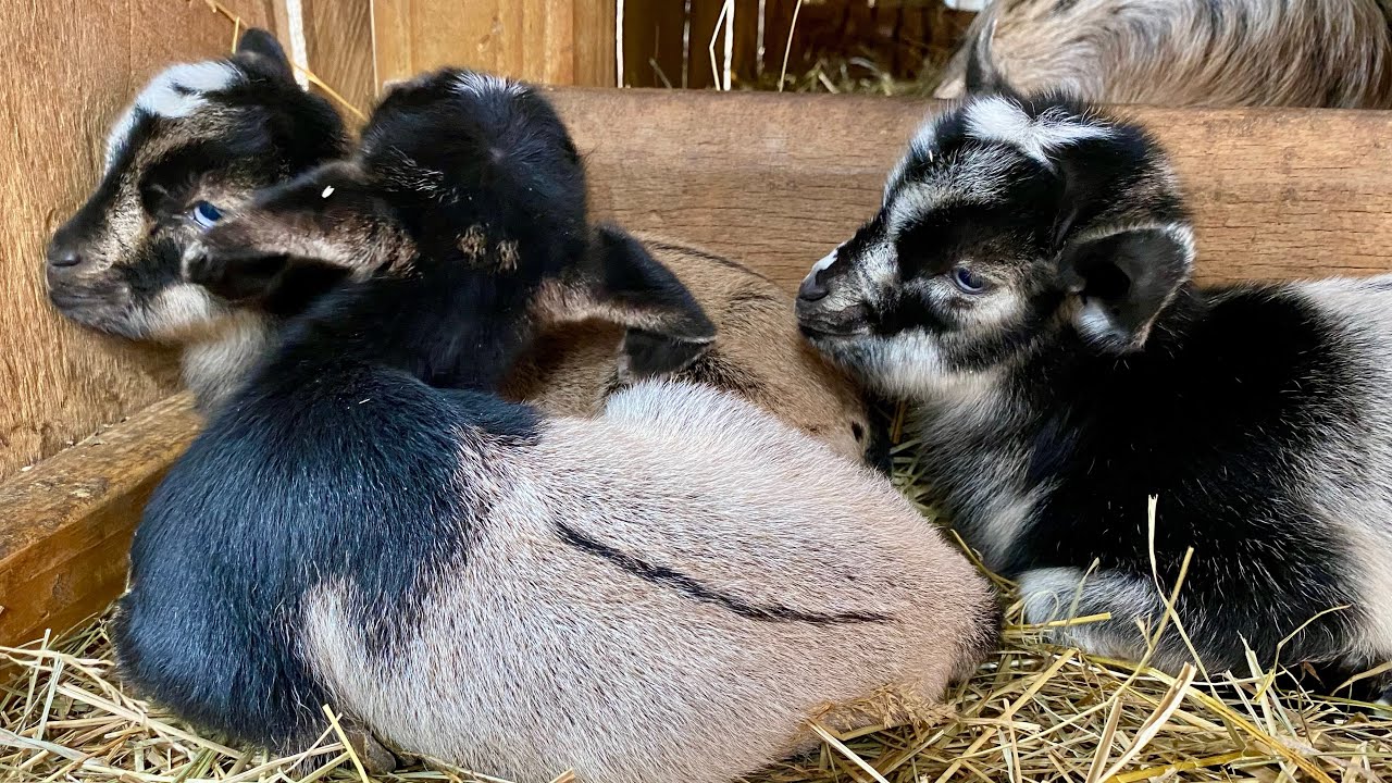BABY GOATS! You’ll Never Guess How Many She Gave Birth To
