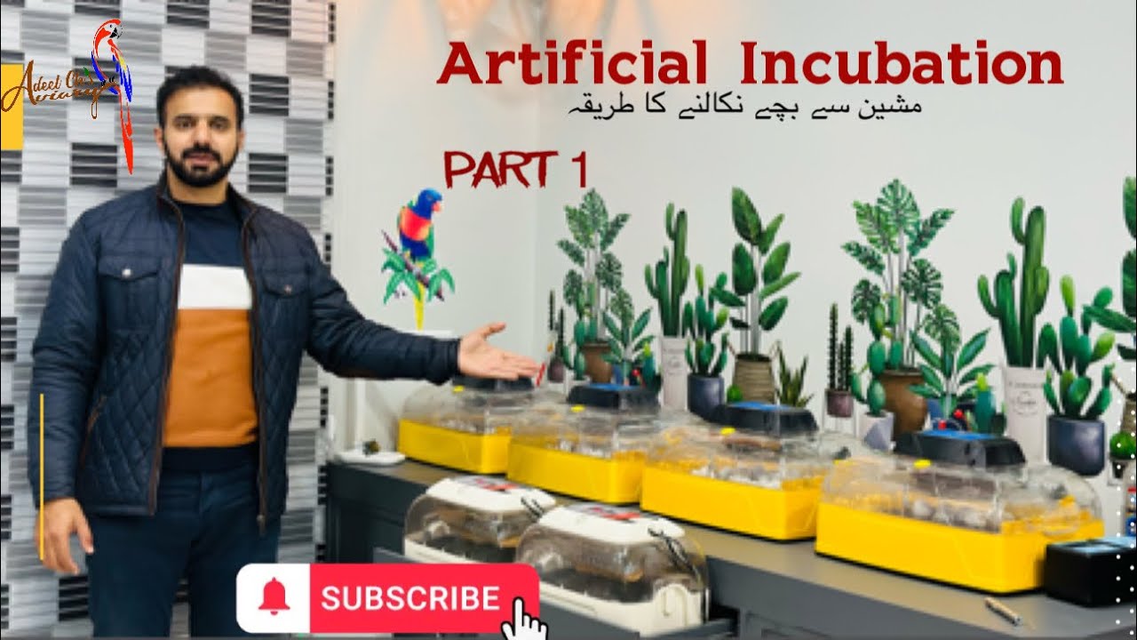 Artificial incubation part 1 #parrots #aviculture #pakistan #parrotsbreeding #parrotsbusiness