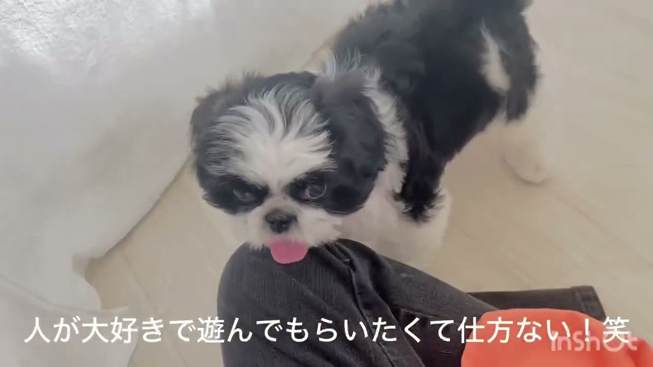 ペキニーズ×シーズーちゃん