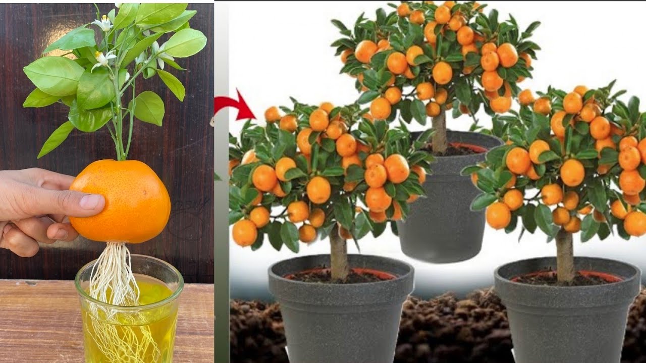New ideas ! Growing Orange With Aloe Vera | How To grafting Oranges