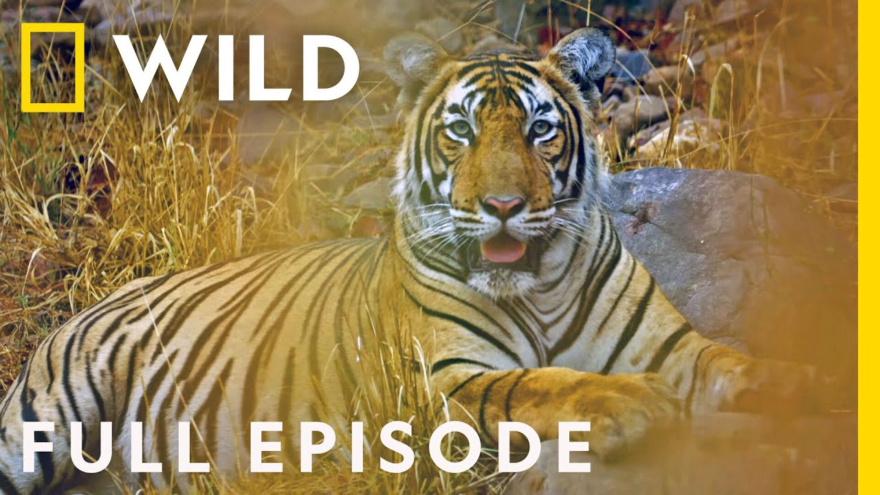 The Mystery of India's Elusive Big Cats (Full Episode) | Big Cat Kingdom
