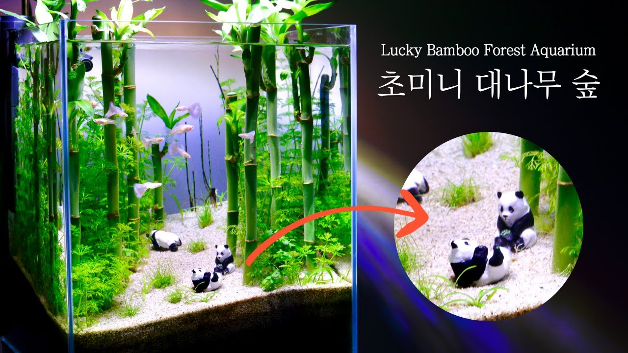 팬더보다 구피가 더 좋아하는 개운죽 어항 만들기