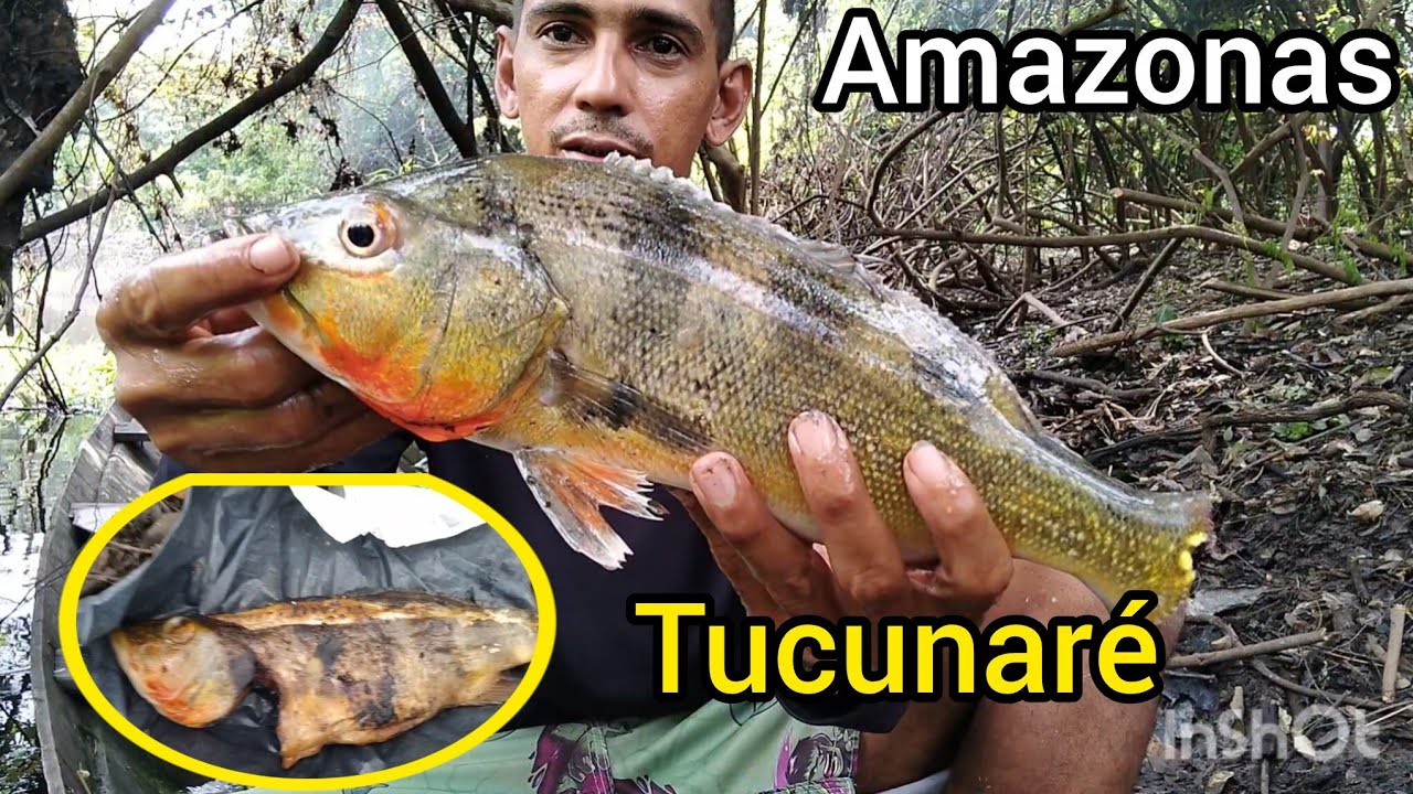 Atrás do maior peixe de água doce  da Amazônia o pirarucú 