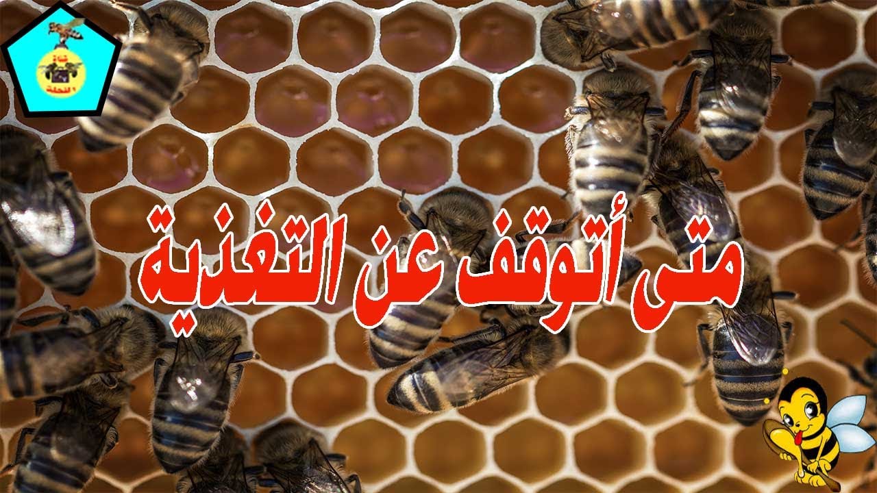 هل أتوقف عن التغذية أو أزيد في كمية المحلول السكري