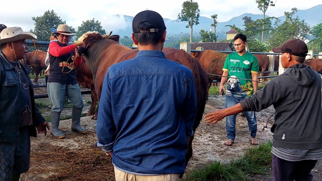 BOS MUDA BTN BOGOR BORONG SAPI MONSTER PASAR PLAOSAN MAGETAN 