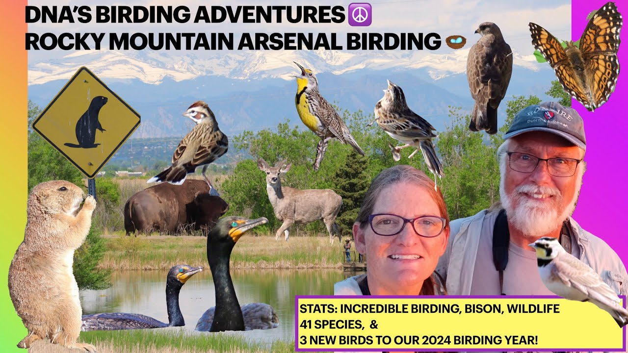 Birding Rocky Mountain Arsenal Nat Wildlife Refuge-Magnolia Warbler, New 2024 Birds and BISON!
