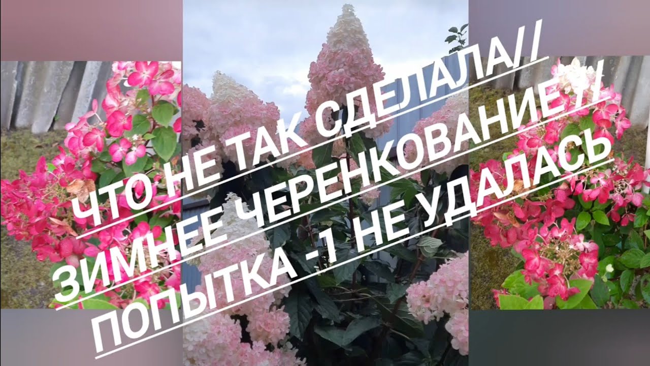 253#Полный провал//Зимнее черенкование гортензии под большим???????//04.02.2026🤔😔😥