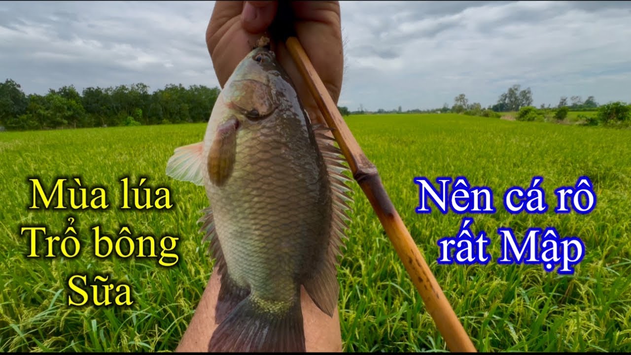 C&acirc;u c&aacute; r&ocirc; đồng, Điểm C&acirc;u N&agrave;y To&agrave;n C&aacute; R&ocirc; N&aacute;i Mập &Uacute; &ugrave;
